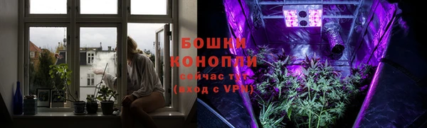 прущие грибы Бородино